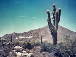 Phoenix Cactus 